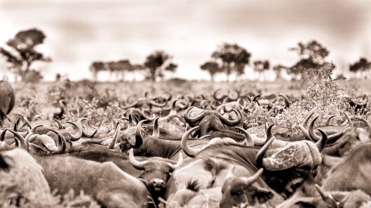 2015 Africa Geographic Photographer of the Year Award 10