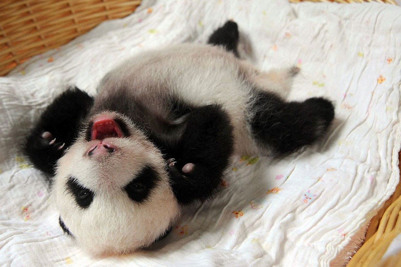 Cute baby Panda 07