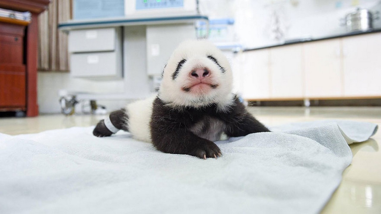 Cute baby Panda 10