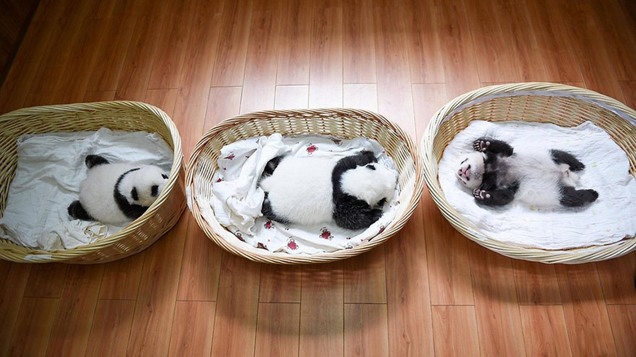 Cute baby Panda 13