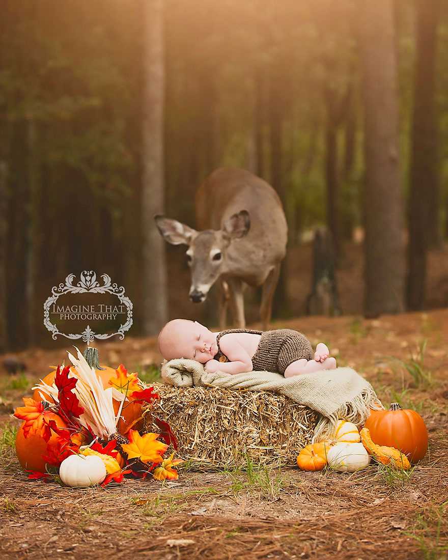 Magical photo shoot baby deer 05
