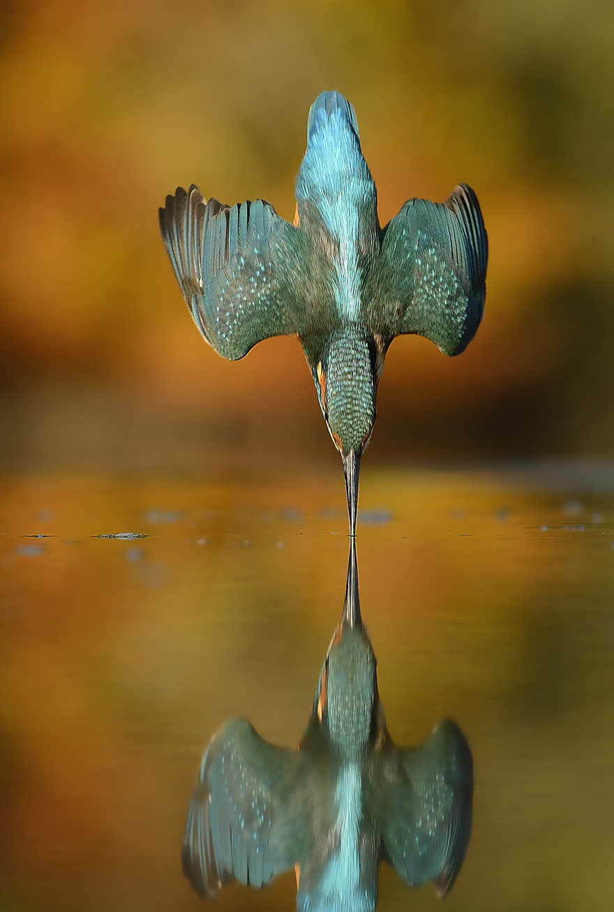 Photographer Finally Takes Perfect Shot Of Kingfisher 02