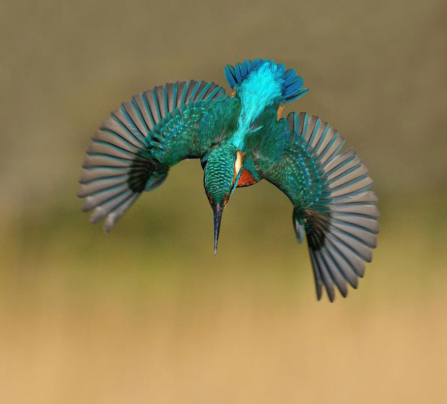 Photographer Finally Takes Perfect Shot Of Kingfisher 05