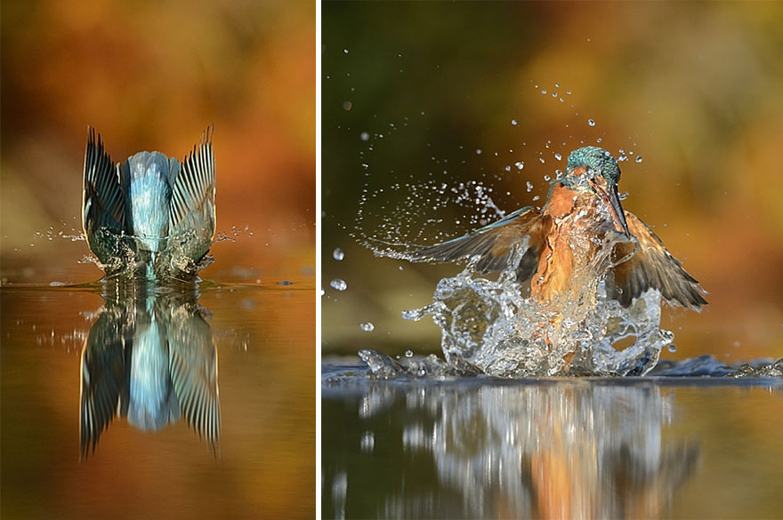 Photographer Finally Takes Perfect Shot Of Kingfisher 06