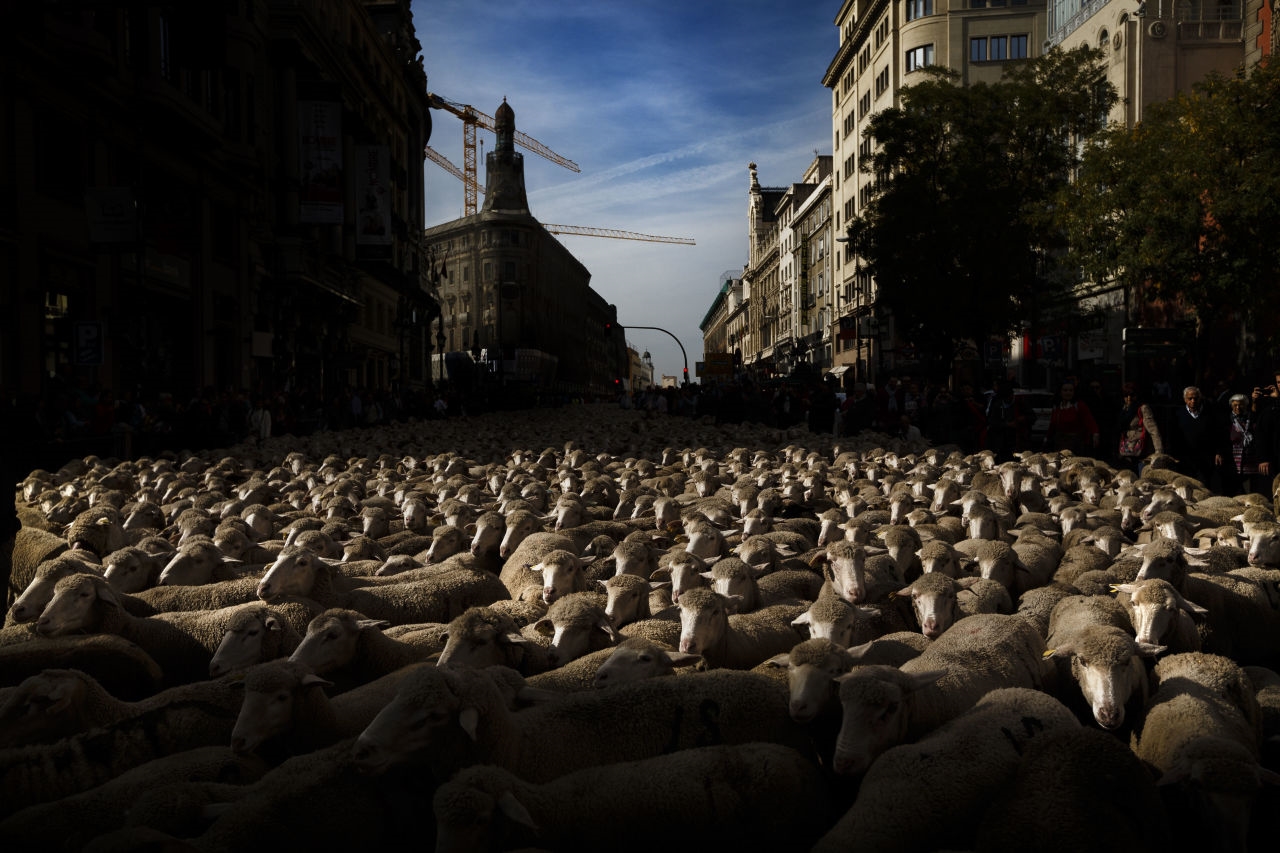The parade of sheep 03