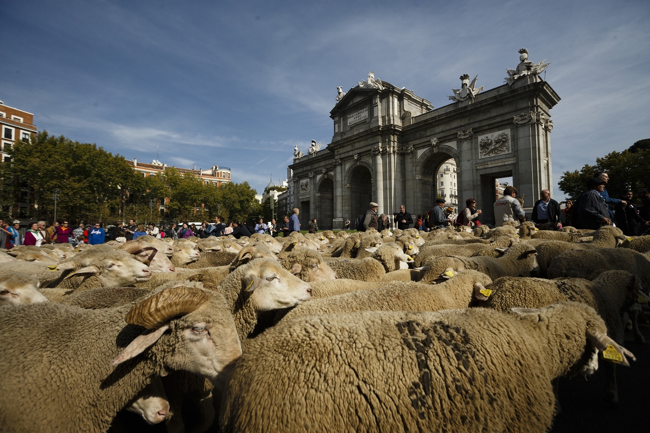 The parade of sheep 06