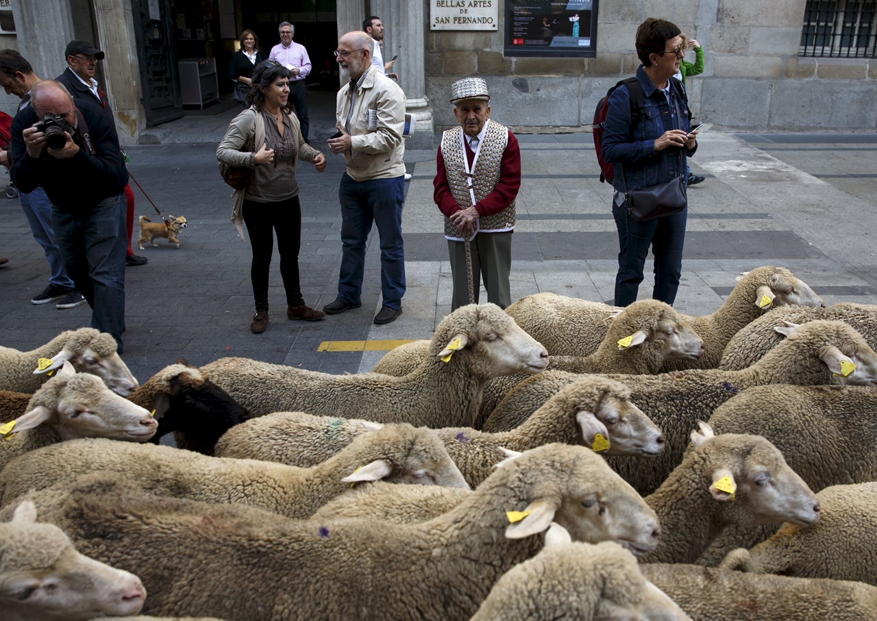 The parade of sheep 08