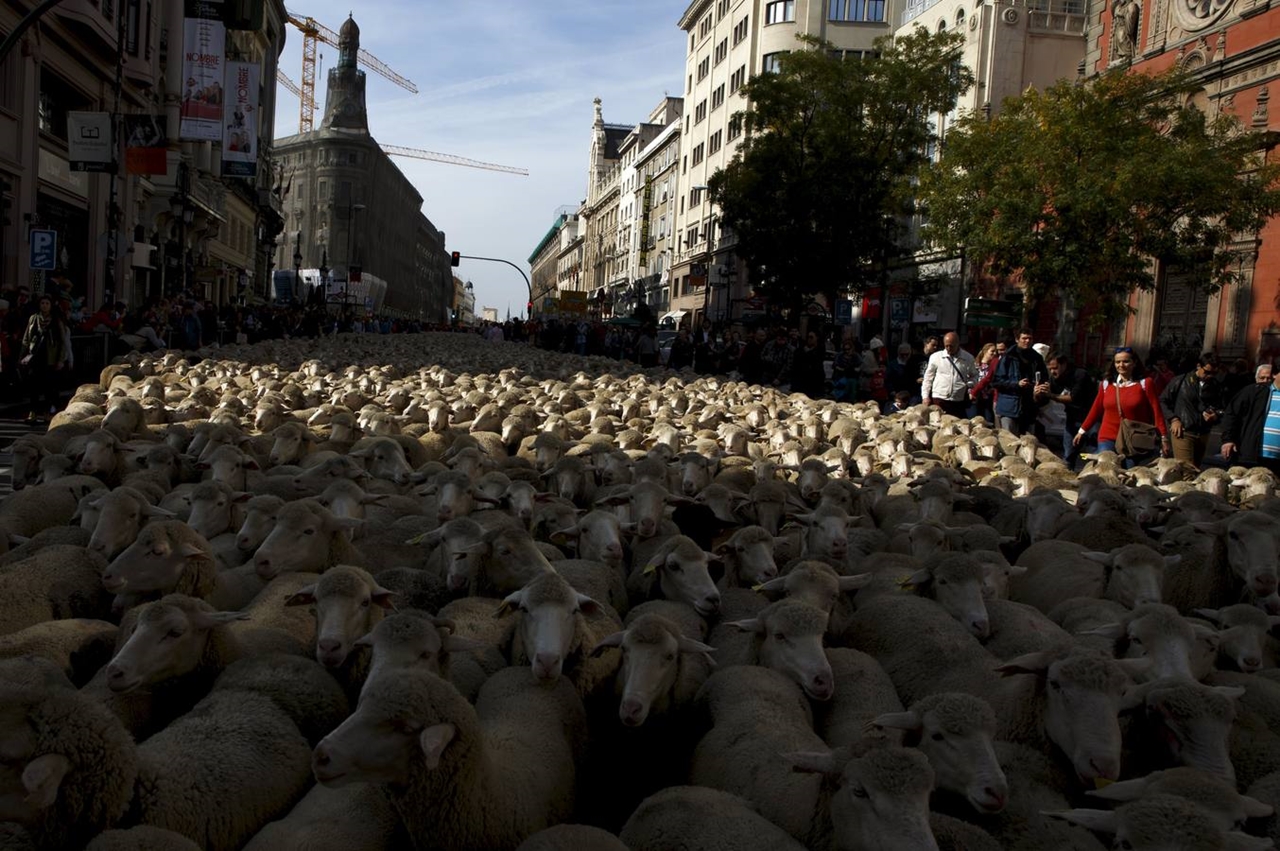 The parade of sheep 10