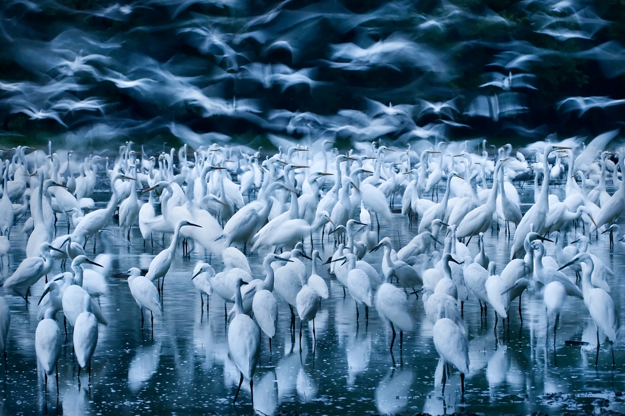 Wildlife Photographer of the Year 2015_28