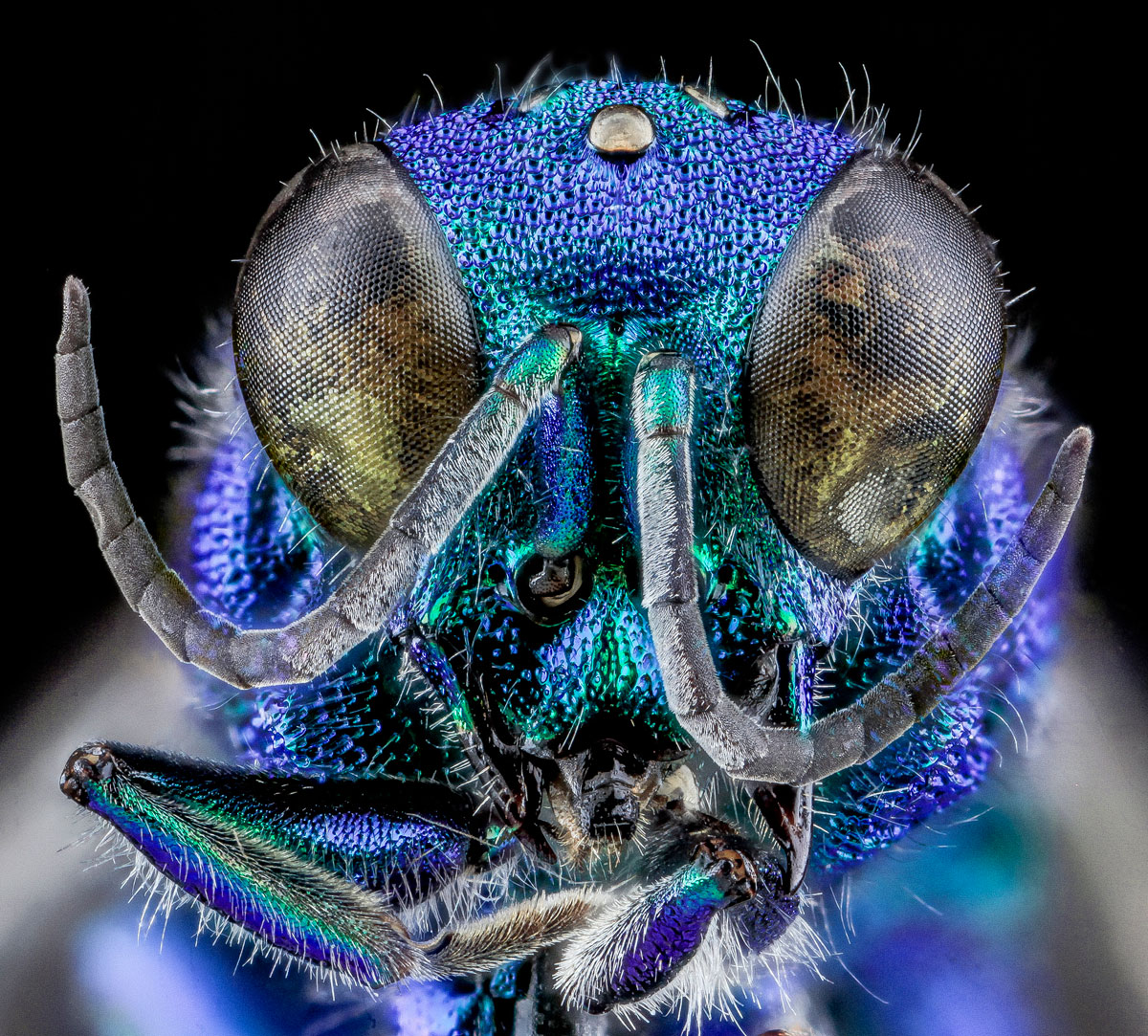 close-ups-of-insect-eyes-by-usgs-biml-1