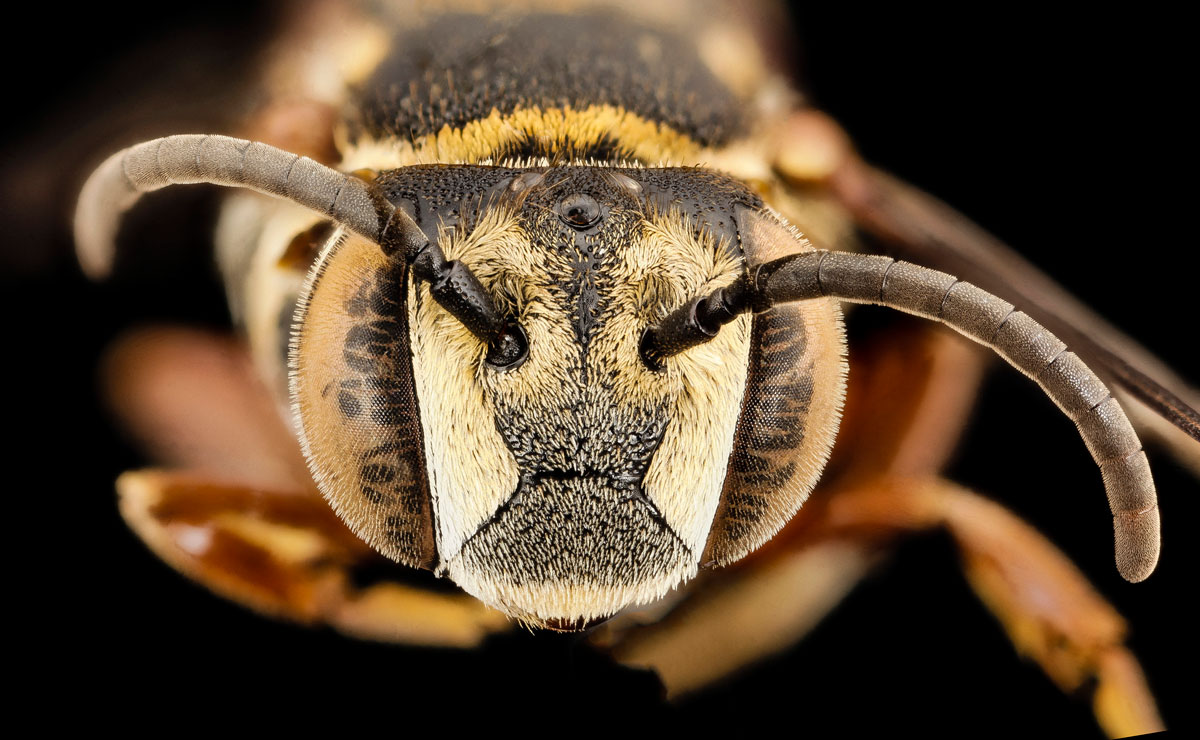 close-ups-of-insect-eyes-by-usgs-biml-13