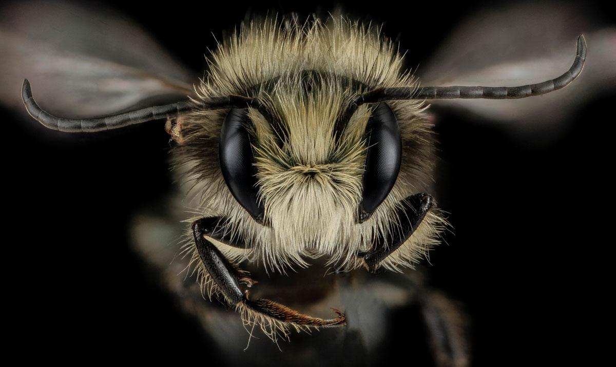 close-ups-of-insect-eyes-by-usgs-biml-16