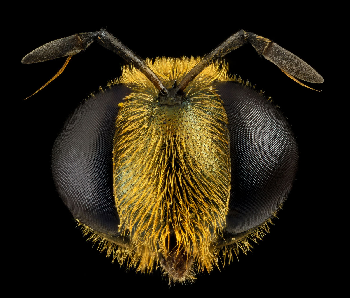 close-ups-of-insect-eyes-by-usgs-biml-17