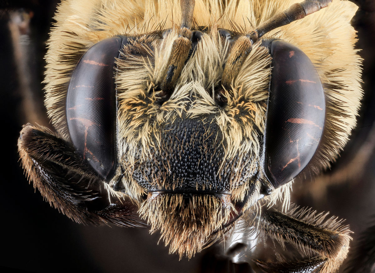 close-ups-of-insect-eyes-by-usgs-biml-20