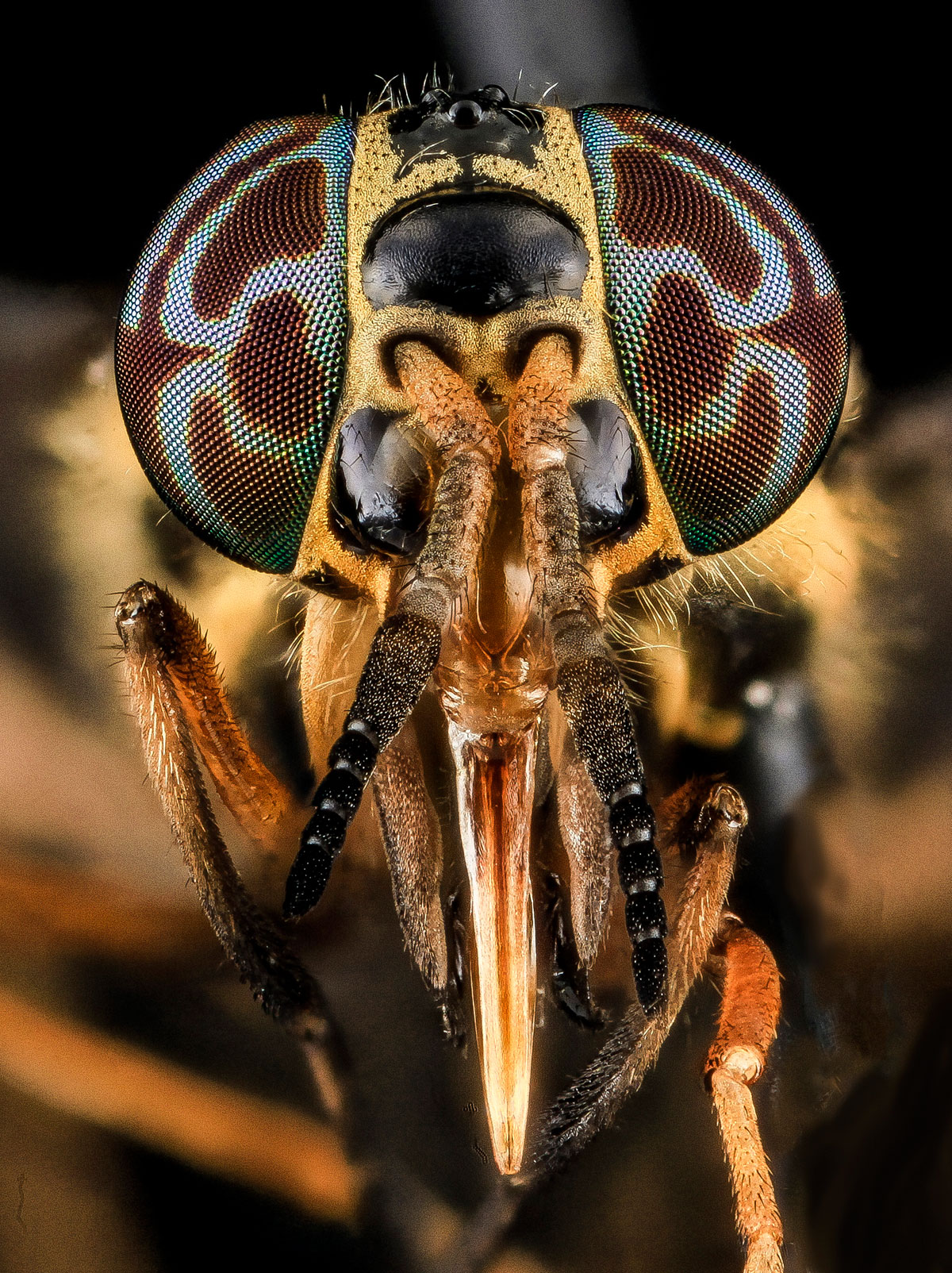 close-ups-of-insect-eyes-by-usgs-biml-5