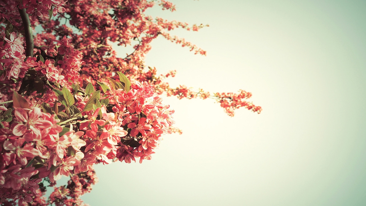 images-of-flowers-free-download-17