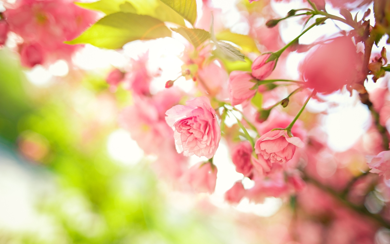 images-of-flowers-free-download-21