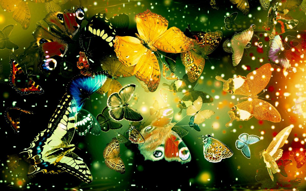 Beautiful pictures of butterflies 01