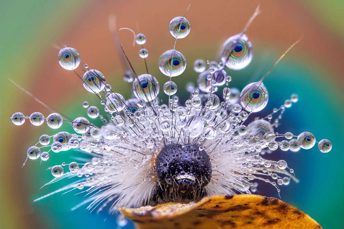 Beautiful pictures with dew drops 01