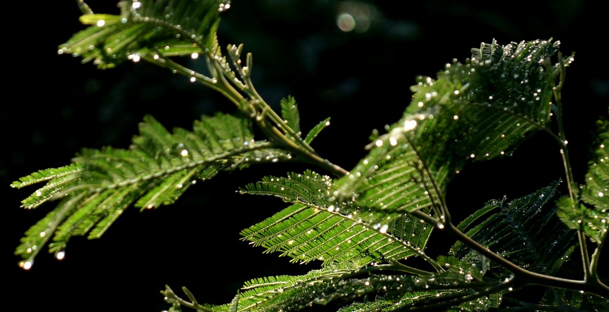 Beautiful pictures with dew drops 02