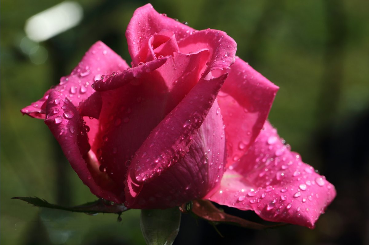 Beautiful pictures with dew drops 07