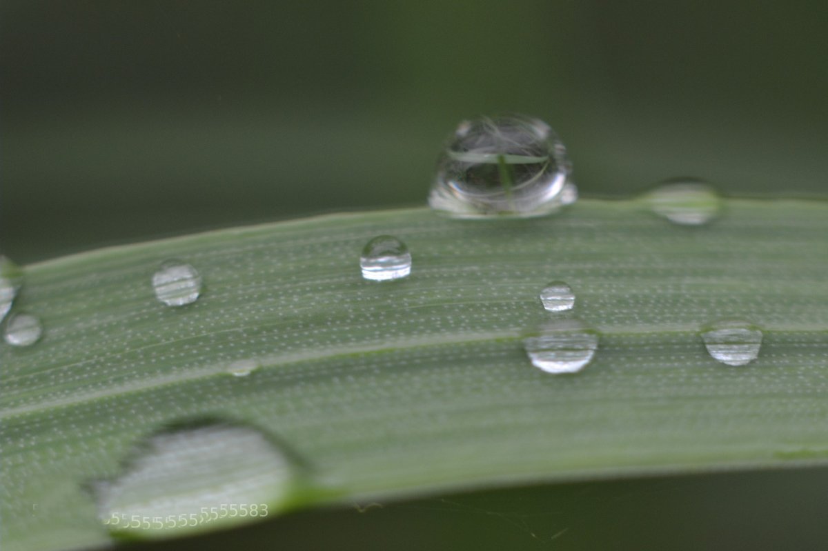 Beautiful pictures with dew drops 08