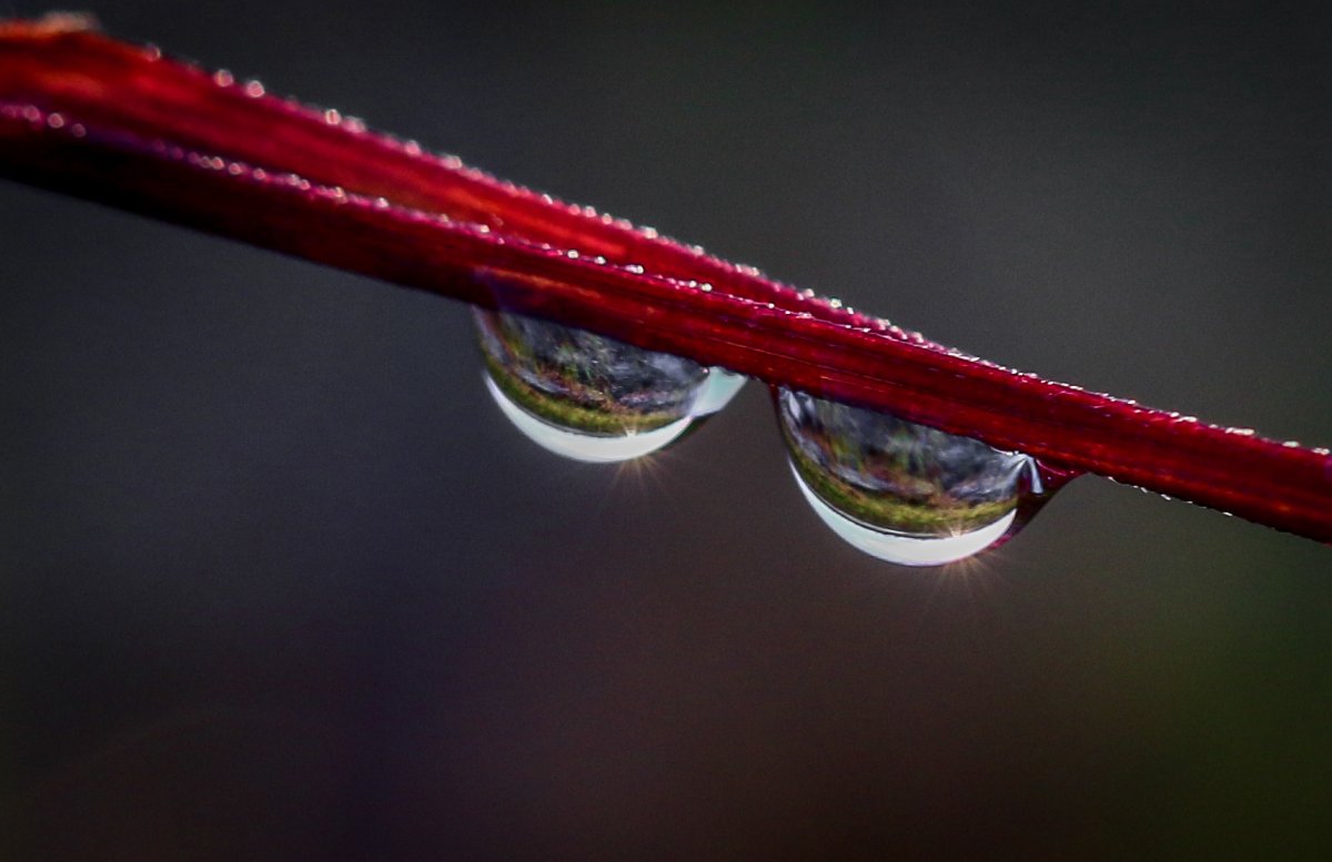 Beautiful pictures with dew drops 12
