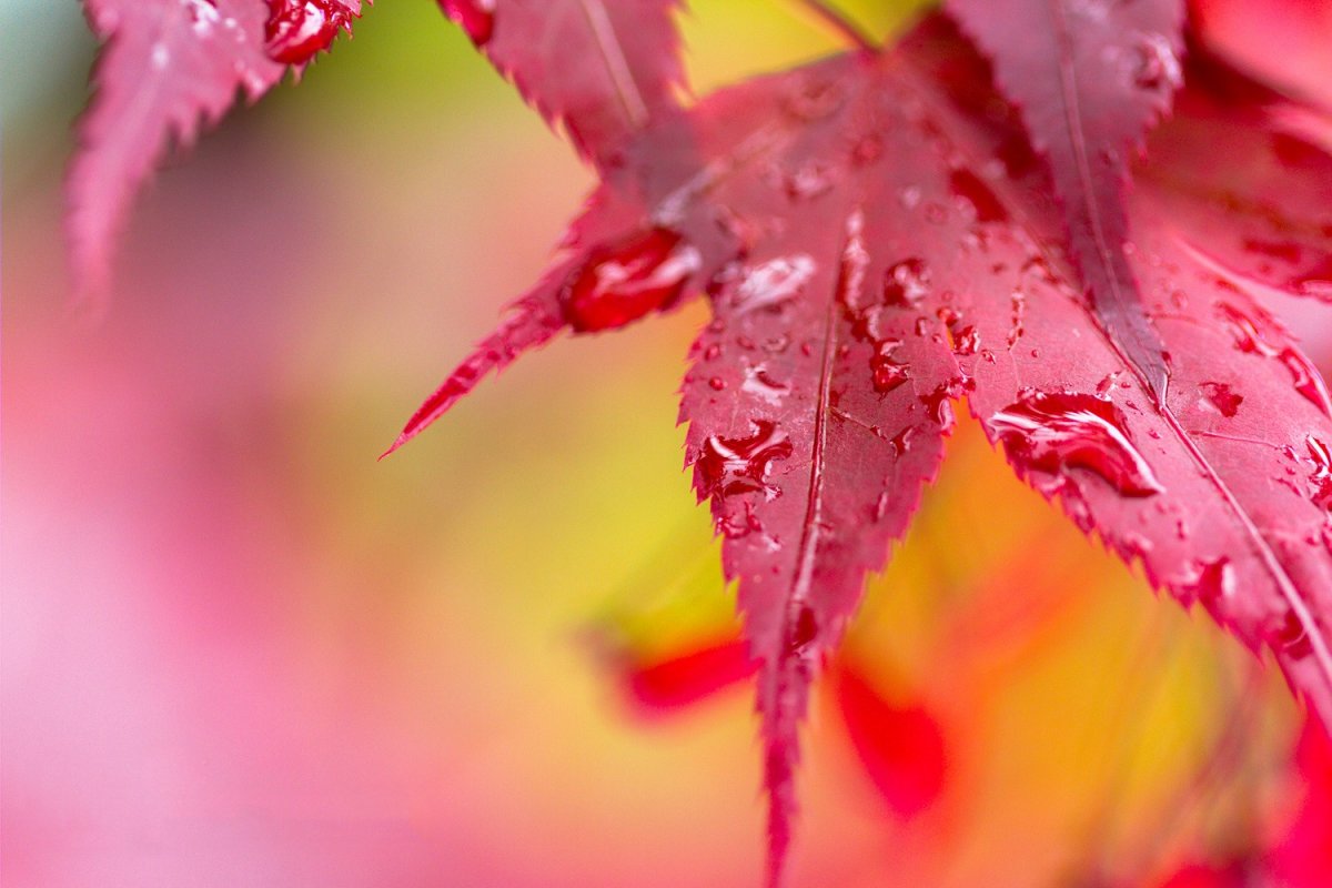Beautiful pictures with dew drops 13