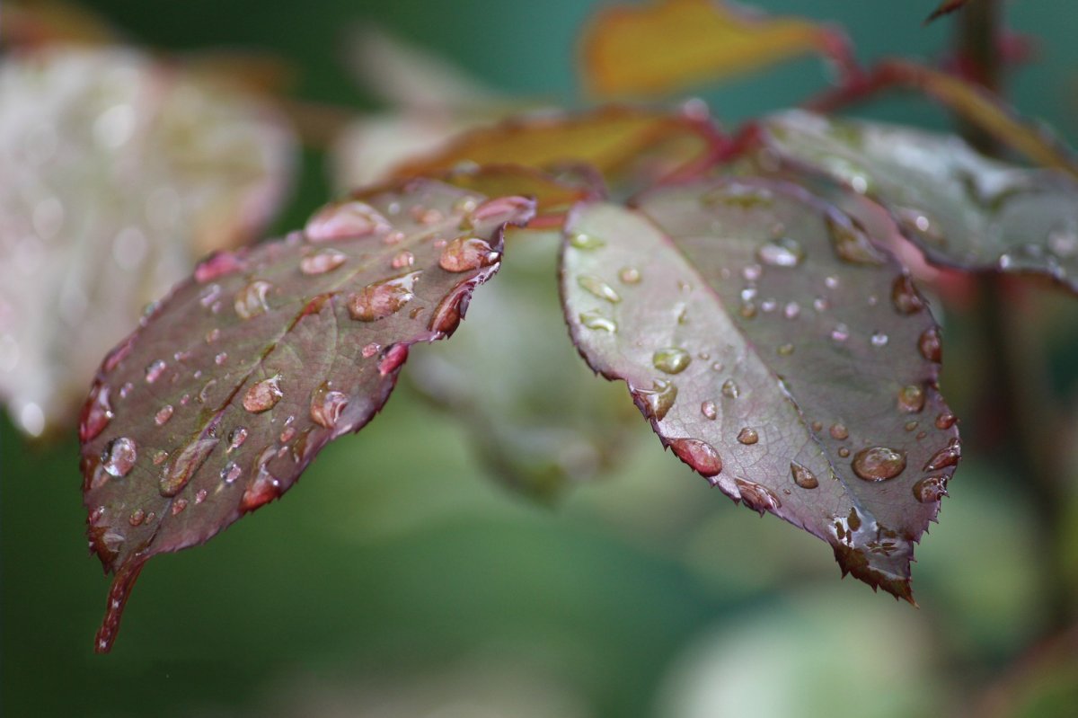 Beautiful pictures with dew drops 15