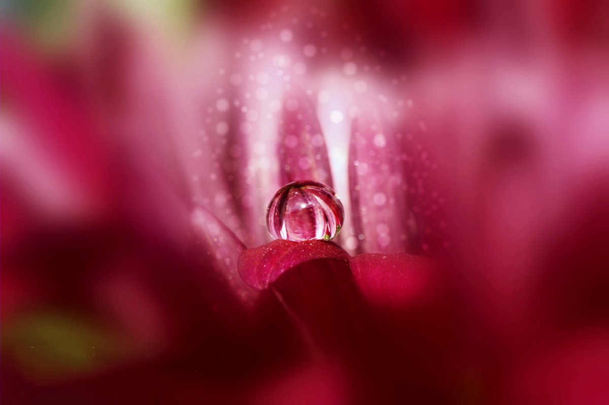 Beautiful pictures with dew drops 16