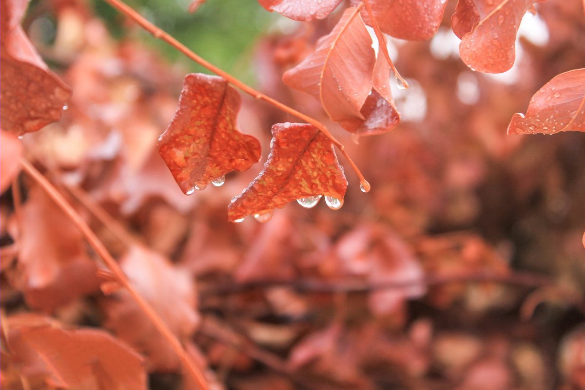Beautiful pictures with dew drops 17