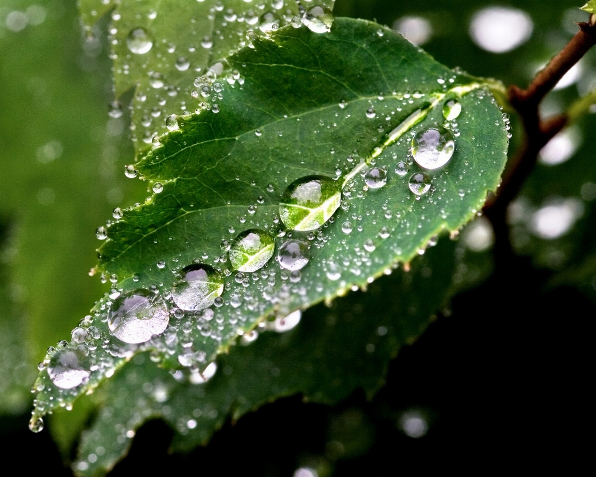 Beautiful pictures with dew drops 18