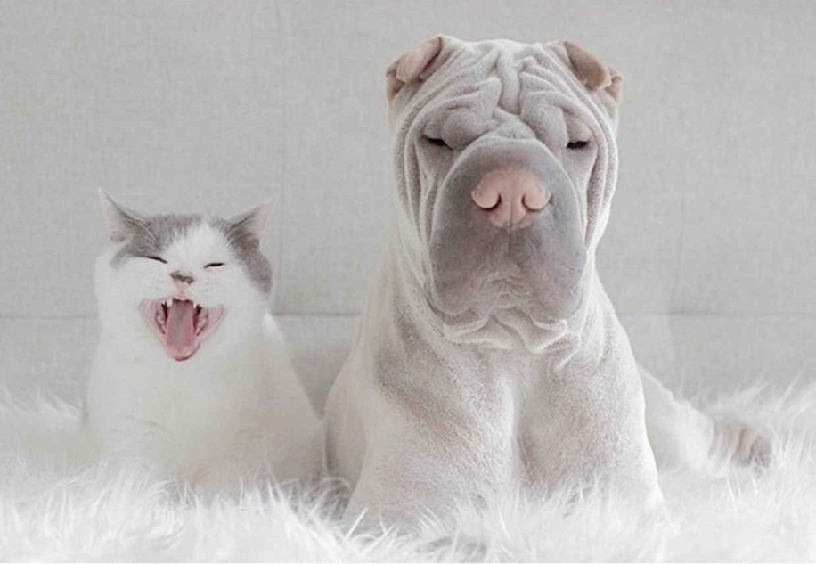 Photogenic Shar Pei and Cat are the Cutest of Best Friends 10