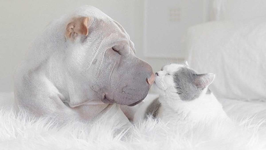 Photogenic Shar Pei and Cat are the Cutest of Best Friends 14