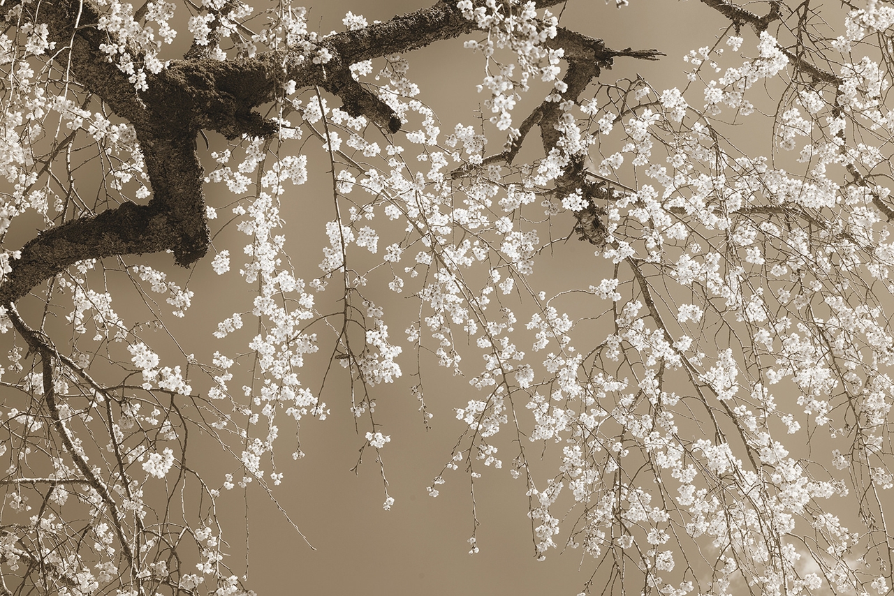 Stunning photos of Japanese cherry pollination in the Golden 04