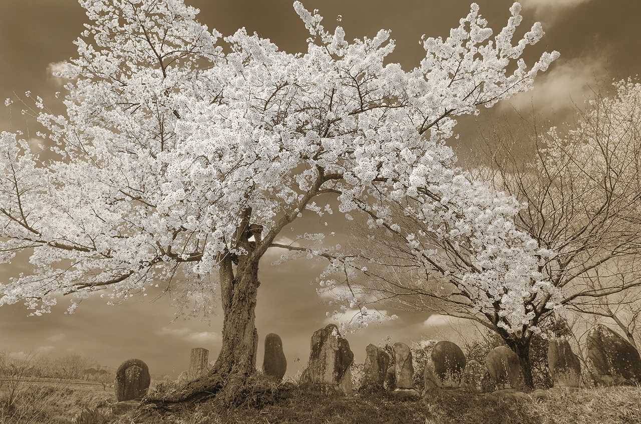 Stunning photos of Japanese cherry pollination in the Golden 05