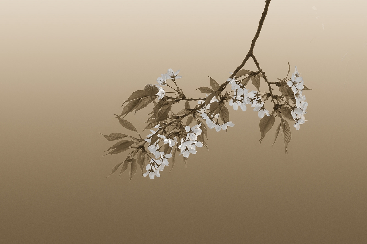 Stunning photos of Japanese cherry pollination in the Golden 09