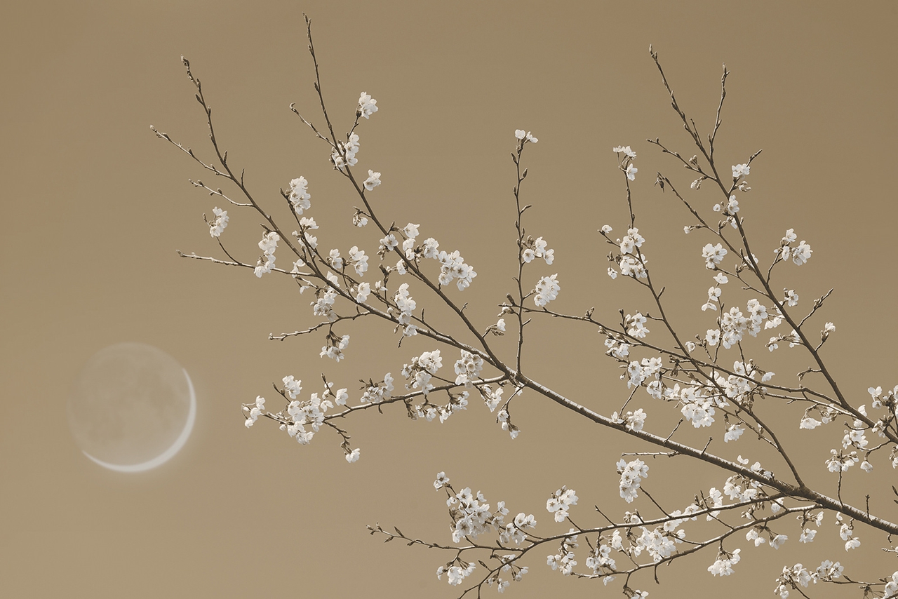 Stunning photos of Japanese cherry pollination in the Golden 10