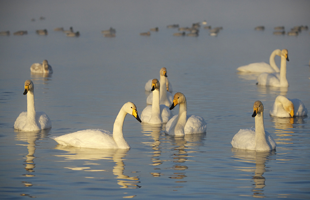 Swan Lake 08