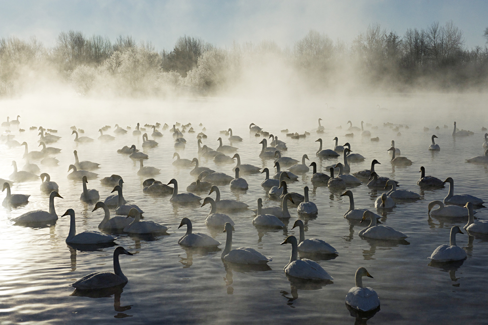 Swan Lake 28
