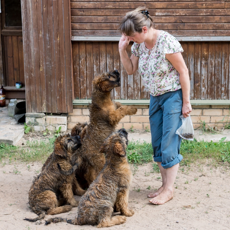 The rescue centre bears in the Tver region 07