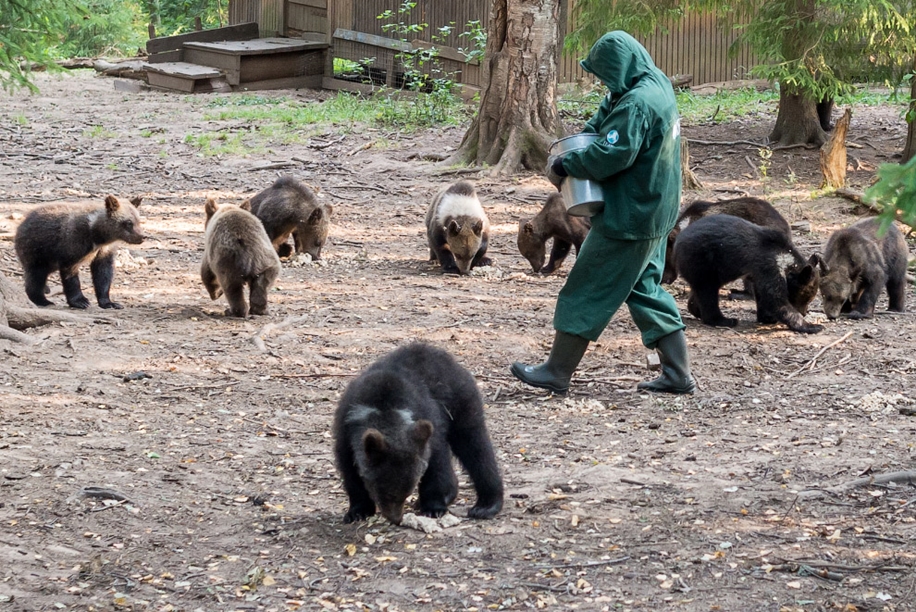 The rescue centre bears in the Tver region 13