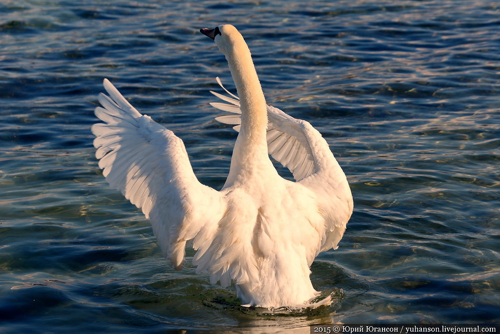 They arrived! Swans in Sevastopol! 05