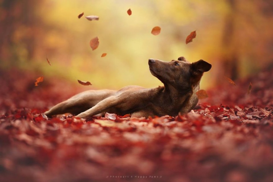 Woman-Creates-Enchanting-Portraits-of-Dogs-in-the-Austrian-Wilderness__11