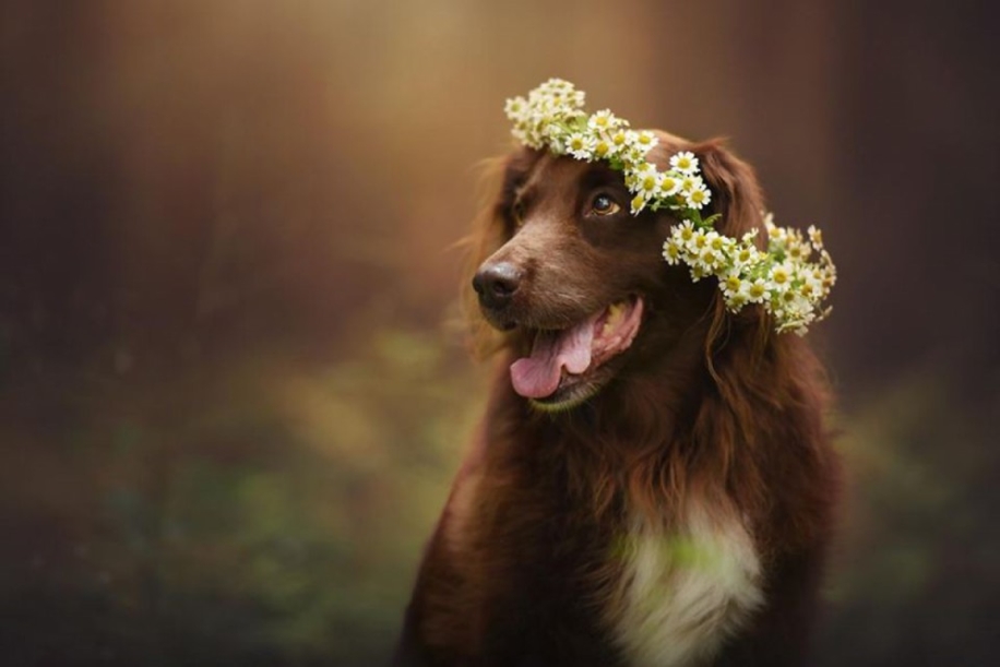 Woman-Creates-Enchanting-Portraits-of-Dogs-in-the-Austrian-Wilderness__15
