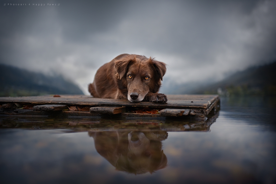 Woman-Creates-Enchanting-Portraits-of-Dogs-in-the-Austrian-Wilderness__19