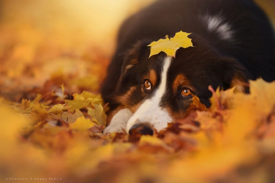 Woman-Creates-Enchanting-Portraits-of-Dogs-in-the-Austrian-Wilderness__20