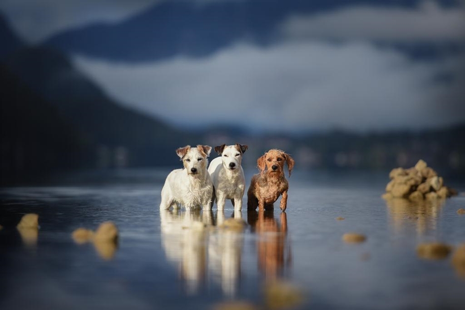 Woman-Creates-Enchanting-Portraits-of-Dogs-in-the-Austrian-Wilderness__24