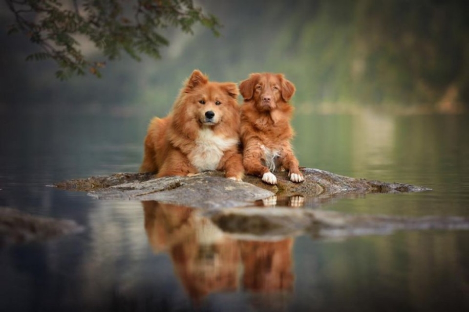 Woman-Creates-Enchanting-Portraits-of-Dogs-in-the-Austrian-Wilderness__26