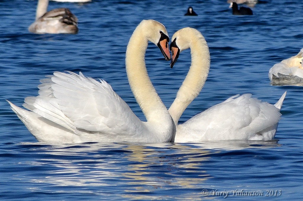 swans 10